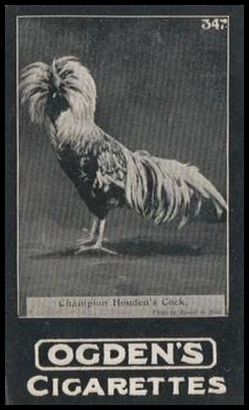 347 Champion Houden's Cock